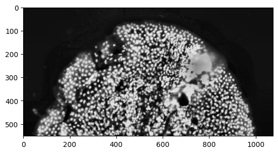 ../_images/Tutorials_cell-segmente-on-ssDNA_9_1.png